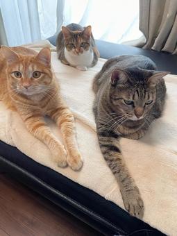 3匹の陣地 3匹の陣地 ねこ,3匹,三毛猫の写真素材