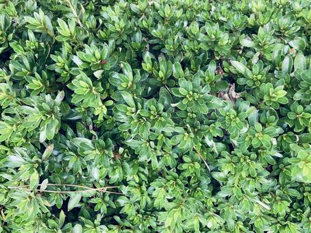 植え込み植物テクスチャー 植え込み植物テクスチャー 植え込み,植物,テクスチャーの写真素材