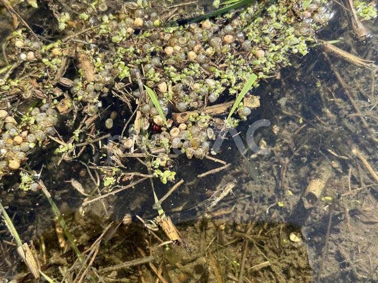 透明でエビのような 雨蛙,アマガエル,卵の写真素材