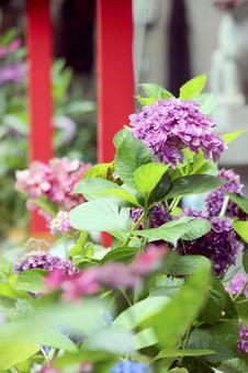 Hydrangea Garden, JPG