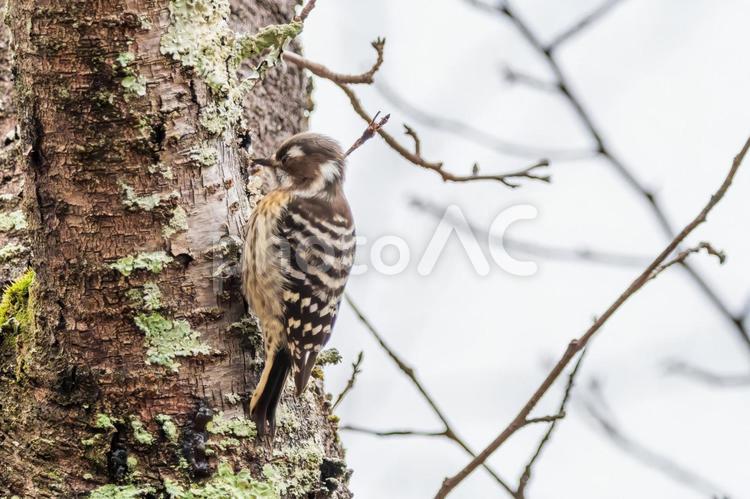 木の幹をつつくコゲラ コゲラ,キツツキ,野鳥の写真素材