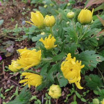 キク（菊）の写真