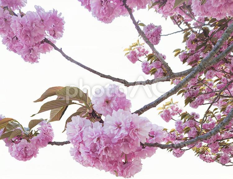 桜　切抜き 桜,八重桜,花の写真素材