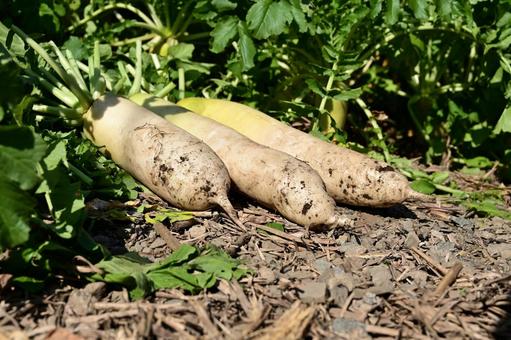 採りたてのダイコン 大根,食べ物,屋外の写真素材