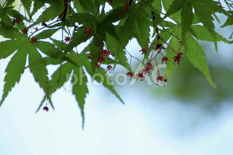青々と生い茂る紅葉の葉と小さい赤い花 紅葉,葉,花の写真素材