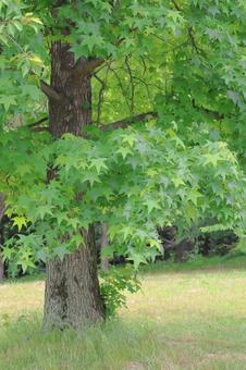 Photo, momiji bakufu, wood, large tree, 