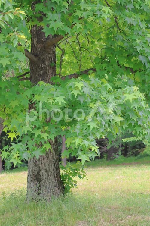 モミジバフウの木 モミジバフウ,木,大木の写真素材
