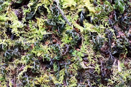 コケ コケ,蘚類,密集の写真素材