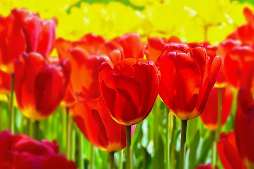 美しいチューリップの花 美しいチューリップの花の写真