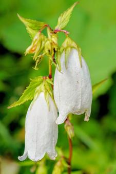 Photo, firefly brush, flower, plant, 