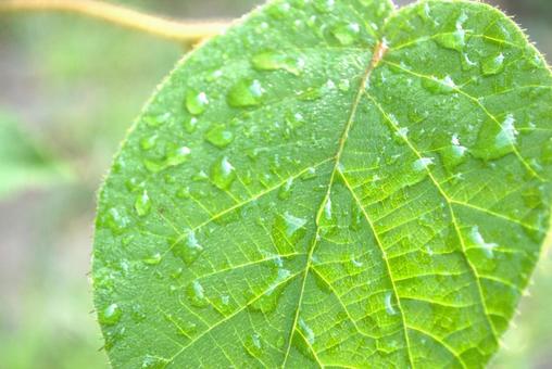 水滴が付いた葉 葉,水滴,雫の写真素材