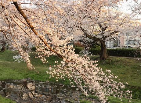 根川緑道の桜 根川緑道の桜 根川緑道,立川,さくらの写真素材