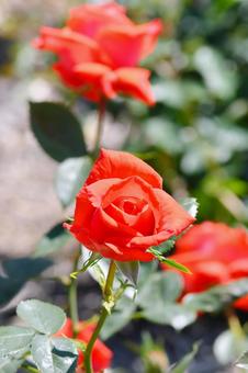 薔薇 ミスシマダ 薔薇 ミスシマダ 薔薇,ミスシマダ,赤の写真素材