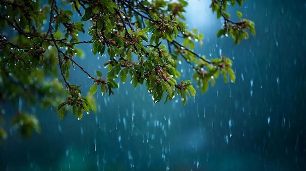 梅雨の緑、雨のしずく 梅雨の緑、雨のしずくの写真