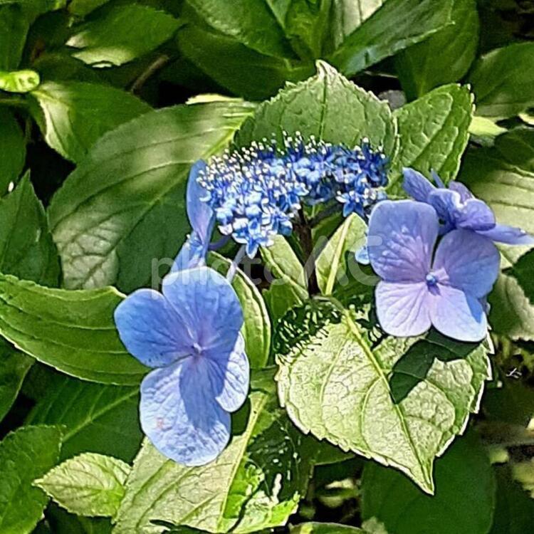 夏の日のガクアジサイ 植物,花,アジサイの写真素材