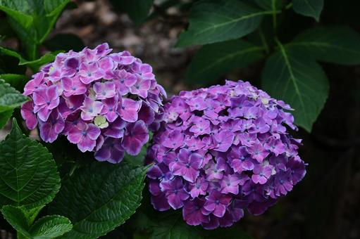 雨に濡れて咲く 雨に濡れて咲く あじさい,花,アジサイ科の植物の写真素材