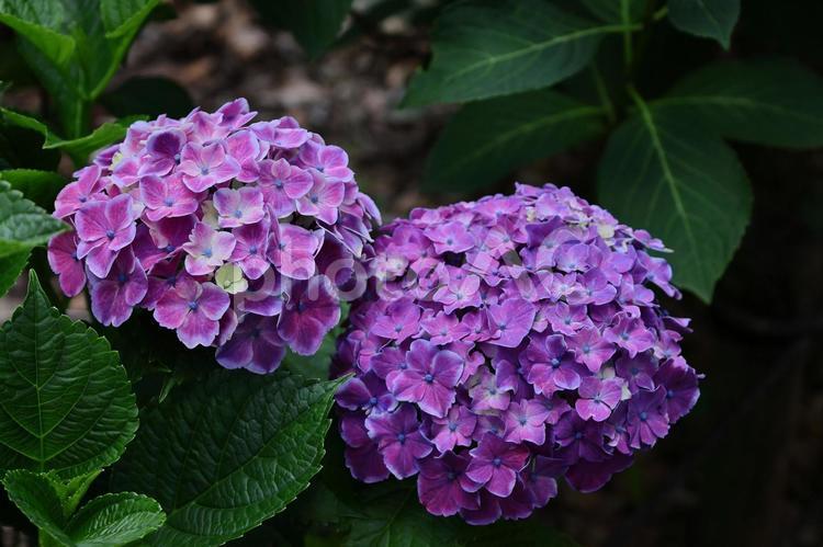 雨に濡れて咲く あじさい,花,アジサイ科の植物の写真素材