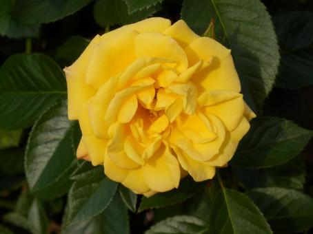 【薔薇の写真】バラの花 バラ,薔薇,植物の写真素材