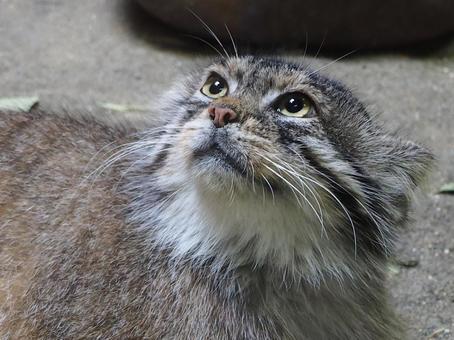 Photo, manulneko, cat, animal, 