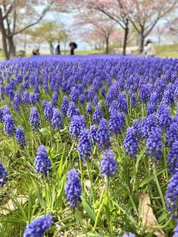 花 ムスカリ,花,紫の写真素材