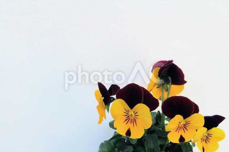 ビオラ　メッセージカード 花,春,植物の写真素材