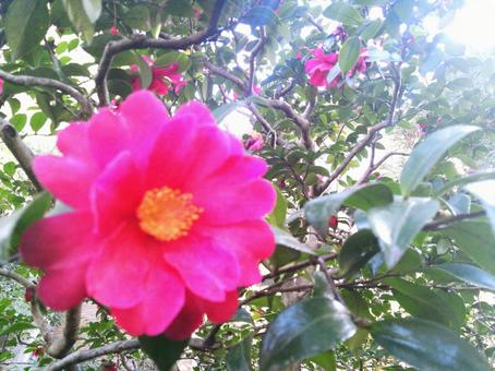 camellia, JPG camellia, JPG