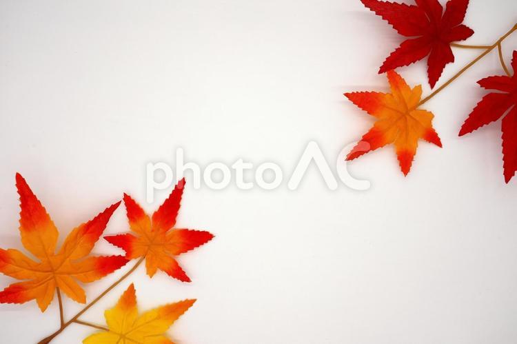 もみじのフレーム（白背景） 紅葉,もみじ,モミジの写真素材