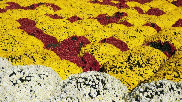 秋の厚木市飯山・菊畑の花文字(神奈川県) 秋の厚木市飯山・菊畑の花文字(神奈川県) 秋,菊,花の写真素材