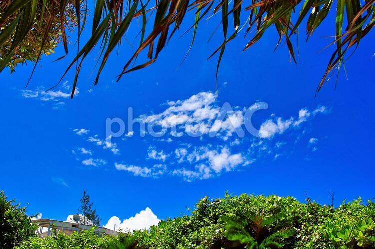 爽やかな夏の青空と白い雲 爽やか,夏,空の写真素材
