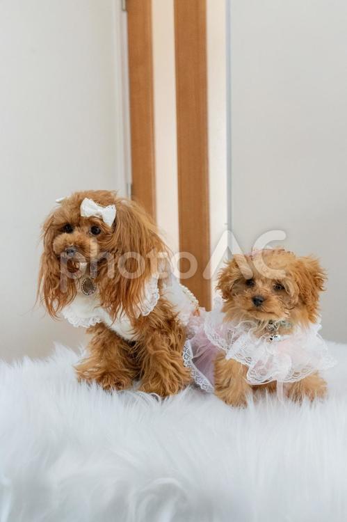 トイプードル トイプードル,トイプー,犬の写真素材