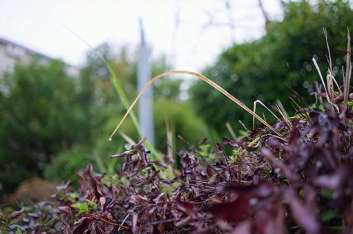 ムラサキナギナタタケ パープル・フェアリー・クラブ,赤紫,雫の写真素材