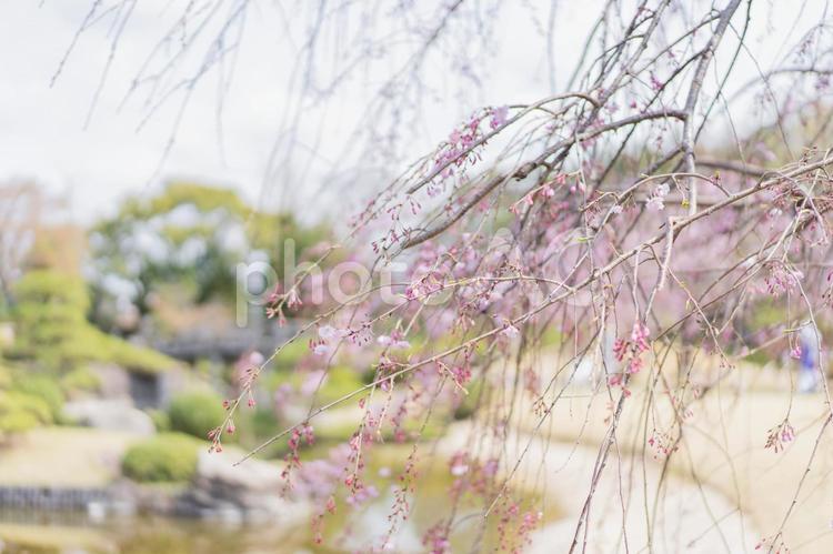 さくら 日本庭園,桜,春の写真素材
