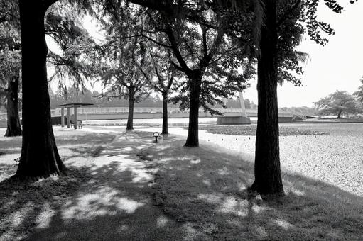 水元公園 水元公園の写真