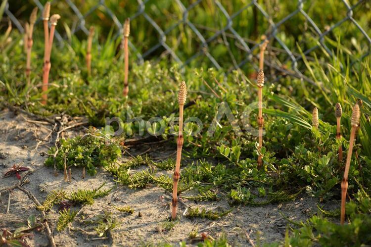 つくし（スギナノコ、ツクシンボ）春の植物 春,つくし,雑草の写真素材