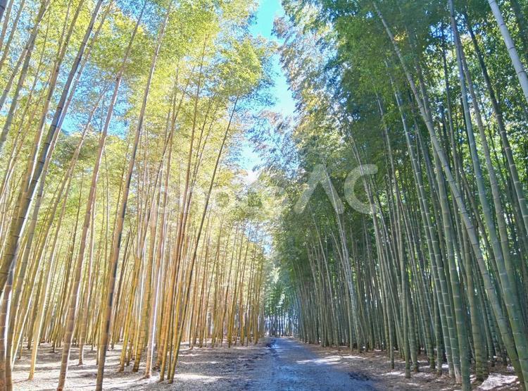 2種類の竹林 竹,竹林,自然の写真素材
