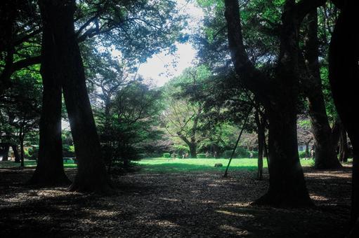 公園の木陰と新緑 公園の木陰と新緑の写真