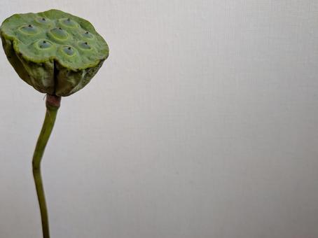 蓮の実 蓮の実 蓮の実,蓮,蜂巣の写真素材