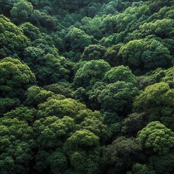 緑豊かな森林の空中写真の写真