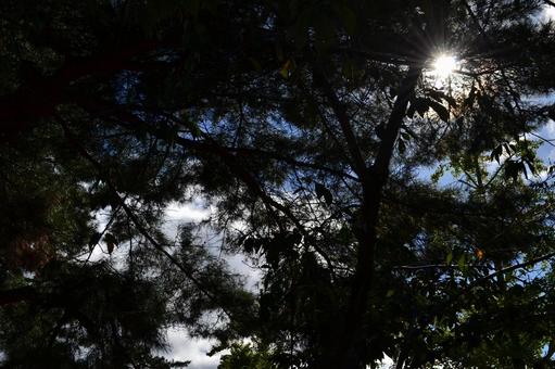 木漏れ日 松,空,シルエットの写真素材