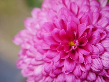 ピンク色のダリアのアップ ダリア,花,秋の花の写真素材