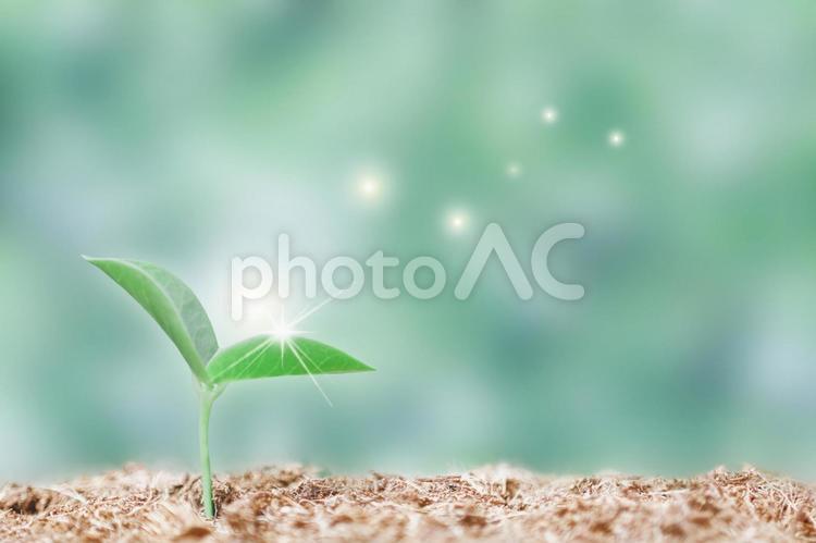 新芽の息吹 新芽,芽,芽吹きの写真素材