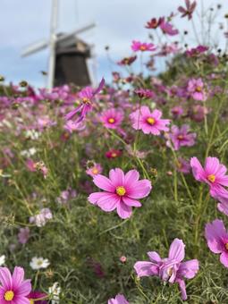 秋桜と風車 緑地公園,季節,花壇の写真素材