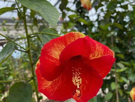 沖縄 花 ハイビスカス 沖縄 花 ハイビスカスの写真
