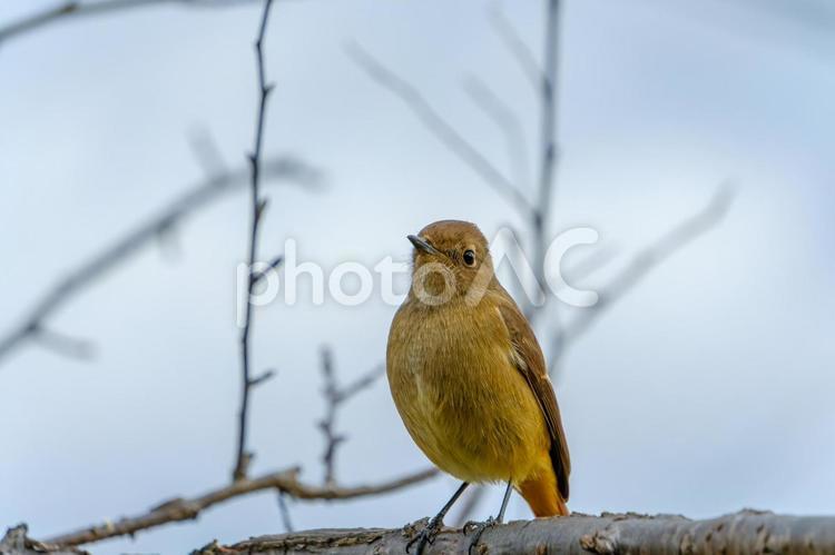 ジョウビタキの可愛らしい姿 ジョウビタキ,鳥,野鳥の写真素材