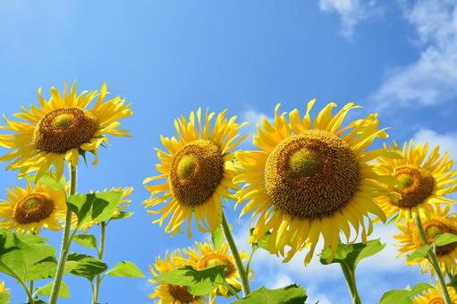 ヒマワリと青空 ヒマワリと青空 ひまわり,花,植物の写真素材