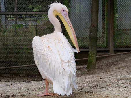 ペリカン ペリカン,鳥,動物園の写真素材
