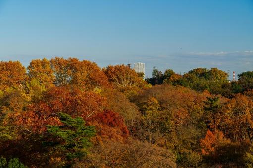 紅葉の狭山公園 紅葉,狭山公園,多摩湖の写真素材