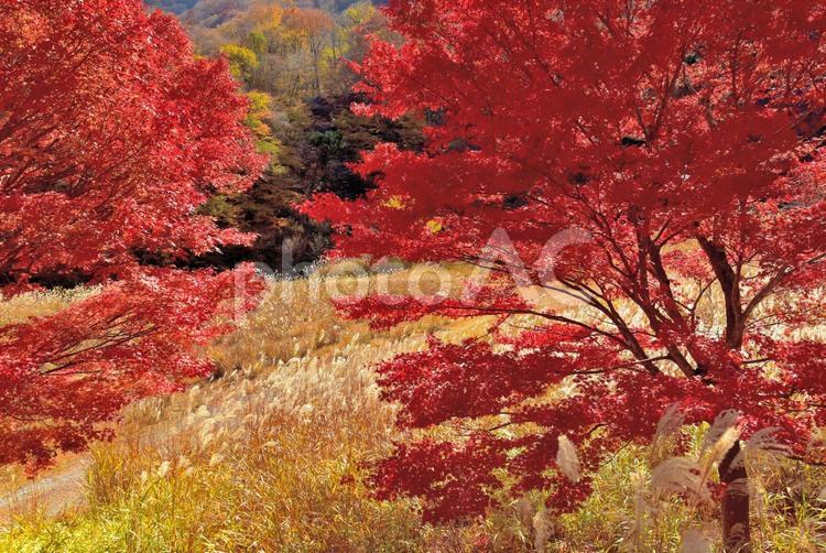 秘境の紅葉（栃木川俣） 紅葉,秋,絶景の写真素材