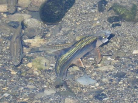産卵中の小魚 産卵中の小魚の写真