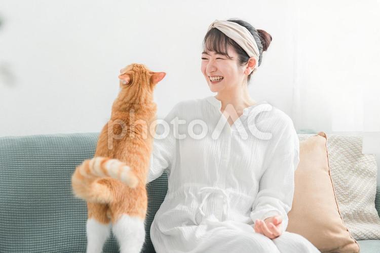 猫におやつをあげる日本人女性（餌） 猫,おやつ,餌の写真素材